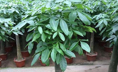 綠植室內(nèi)最好養(yǎng)的是哪幾種？