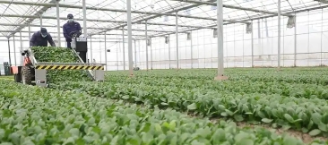 關于印發《2025年崇明區農產品綠色生產基地及綠色食品（有機產品）認證基地標準化建設工作方案》的通知